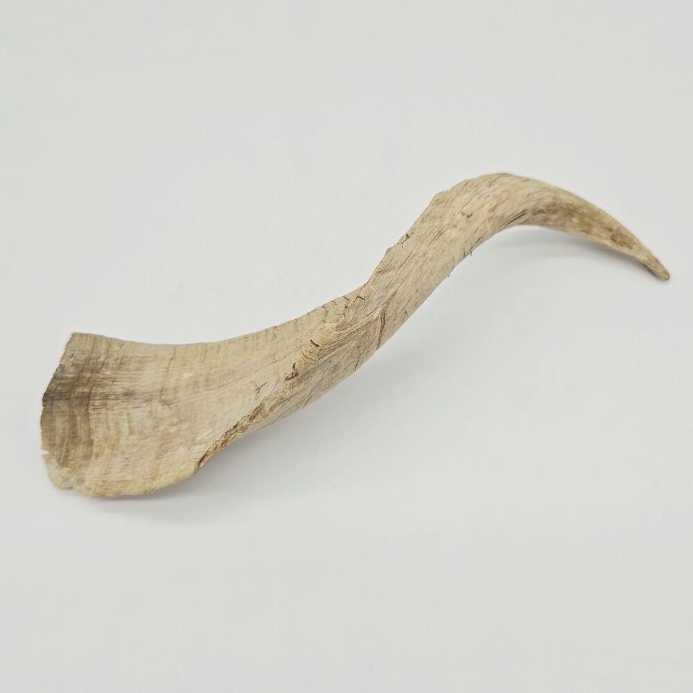 Real Raw Angora Goat Horn 10.5" Sun Bleached Rough